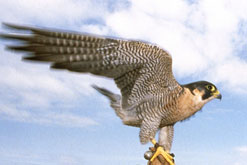 Bird of prey