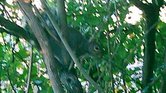Squirrel In Camouflage...