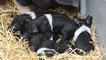 Day 2 - Saddleback sow and her piglets
