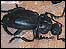 Beetle