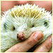a rare white hedgehog