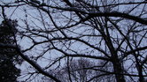 Settled Snow...