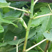 Fig