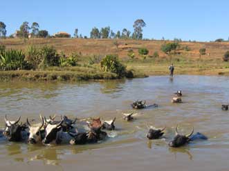 Cross a river in a crowd and you won't get eaten by crocodiles