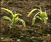 GM seedlings 