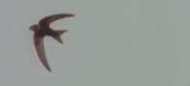 an image of a swift.