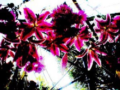 Gamma Lilies