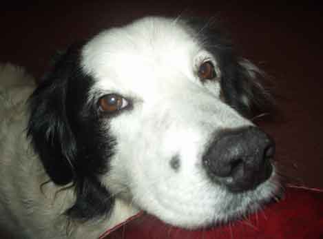 Snowball