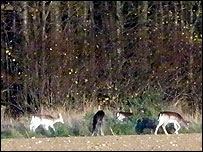 Deer