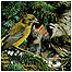 Crossbills c/o Thetford Forest