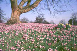 Warley Gardens