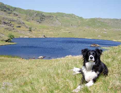 Ruddles