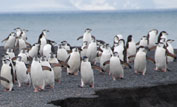 Chinstrap penguins returning to their nests