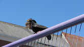 Bird On Blast...