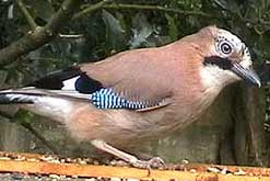 Jay