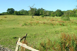 An English meadow