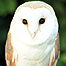 Barn Owl