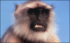 Monkey