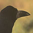 Farm Activities (Image: Corvid)