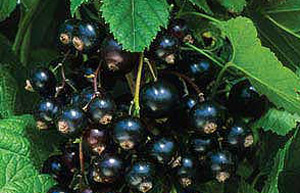 Soft fruit
