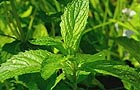 Spearmint