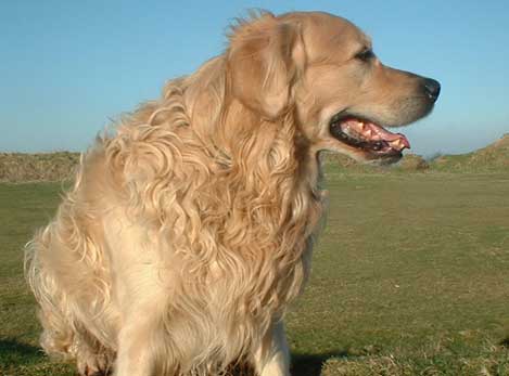 denzil
