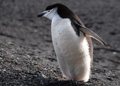 Chinstrap penguin