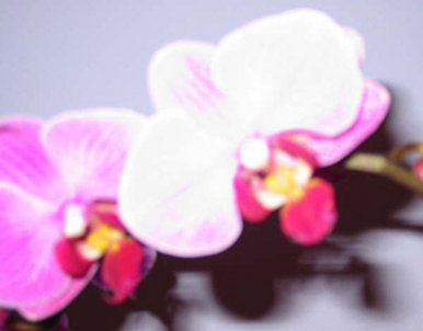 Orchid