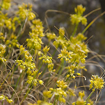 Allium