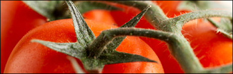 Tomatoes