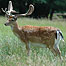 Estate activities 9Image: Deer c/o Chris Packham)