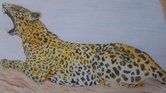 Leopard in tree...