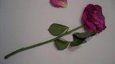Roses for the...