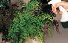 Spraying fern