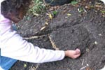 Sprinkle the mixed corn seed in the drill