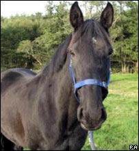 O cavalo Rocky