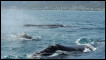 Baleia-franca. Foto: Jeff Overs/BBC