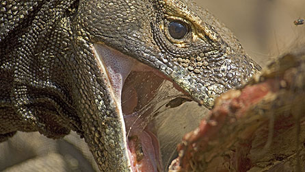 Komodo dragon feeding on buffalo carcass,  Komodo Archipelago, Indonesia (copyright: Kevin Flay)