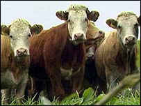 Vacas