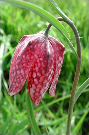 Snakeshead Fritillary - Michael Copestake
