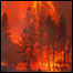 incêndio florestal