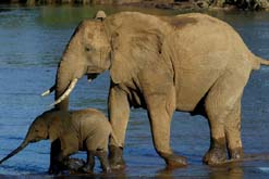 Elephant