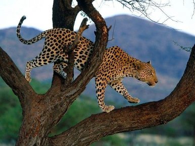 Visious Nature