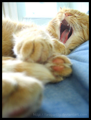 Yawn