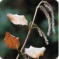 Wind damaged plant