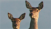A group of red deer by Rat Salad.