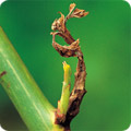 Frost damage rose