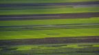 Crop fields
