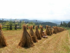 Coirce