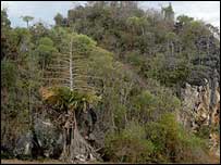 Madagaskar'da orman